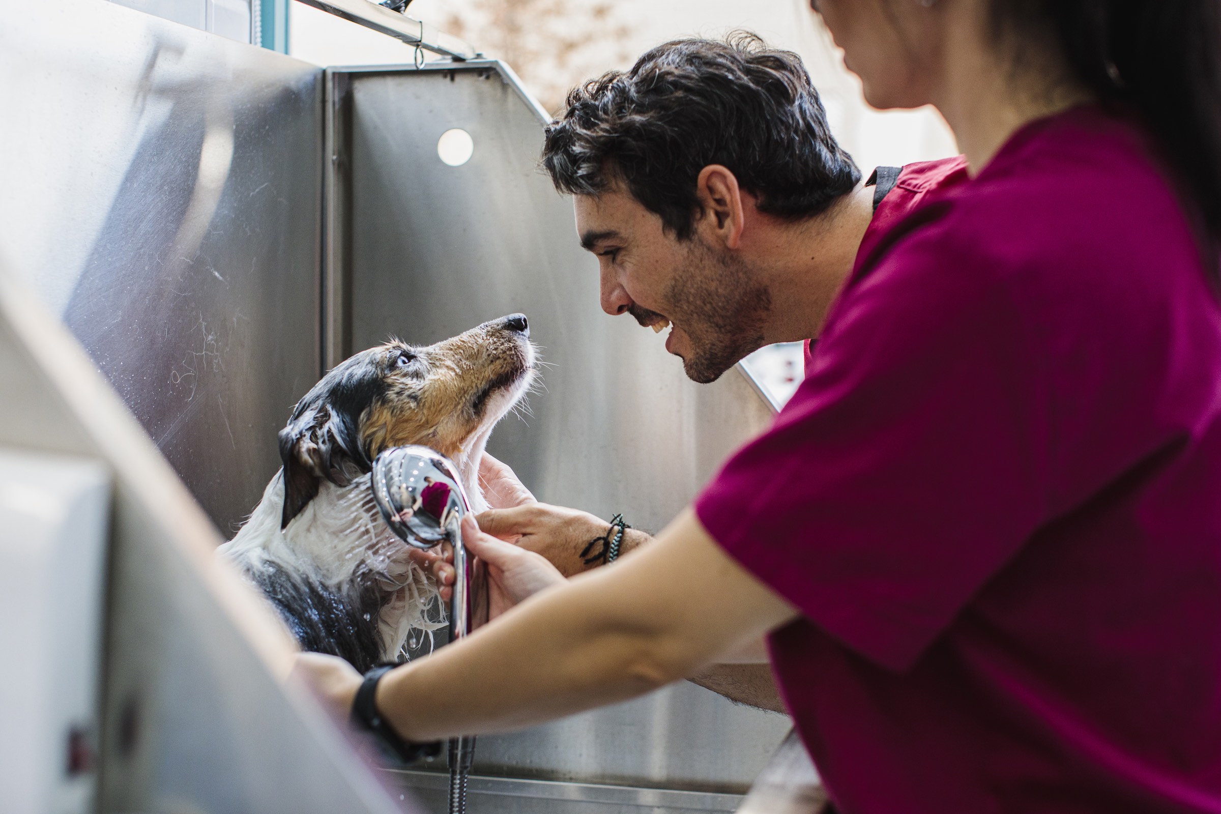 Klip and Klean dog grooming in Joplin, Missouri